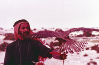 Falcon Hunting = الصيد بالصقور
