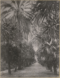 Allée de Palmiers au Jardin D'EssaiPalms in the Test Garden of Hamma