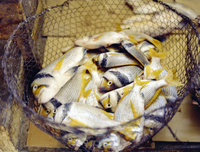Poisson au marché de DohaFishes in a market in Doha