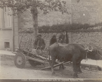 Кутаисиъ. Имеретинская арба въ упряжи БуйволъKutaisi. Imereti ox-drawn cart