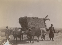 Kakheti, ox-drawn cart