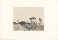 Nubie, Palmiers Doums, KalabschéNubia, doum palm trees, Kalabsché [Kalabsha]