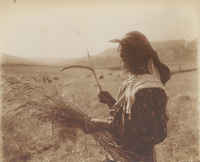 Chaouia girl harvesting grain