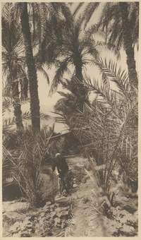 Oasis d'AkkabaThe  Oasis of Aqaba