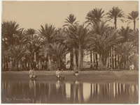 Palmiers à GyzèhPalm trees in Giza