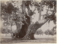 L'Arbre des JannissairesThe  tree of the Janizaries