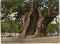 Constantinople. L'Arbre des JannissairesConstantinople.The Janissary Tree