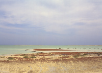 Paysages côte nord Al Dakhirat et FuwairatNorthern coast landascapes in Dhakhirah and Fuwairit