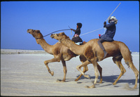 Course de chameau à abu samra organisée par les al Mansuri (bédouins)Camel Race at Abu Samra organized by the Mansuri (Bedouins)