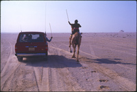 Course de chameau à Abu SamraCamel Race at Abu Samra