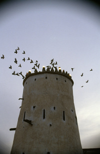 Tour corniche Al KhorTower along the corniche in Al Khor