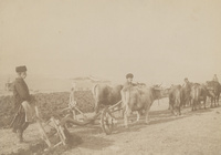 Ox-drawn Tartar plow