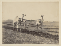 Chameaux au LabourCamels at Work