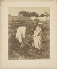 Fellahs égyptiens travaillant la terreEgyptian Fellaheen Cultivating Land